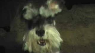 Miniature Schnauzer Talking to me [upl. by Warp]