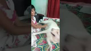 বৃষ্টিতে জিমির মাথা খারাপ হয়ে গেছে 🙄🙄🙄highlightseveryone reelsvideo shortvideo video doglover [upl. by Camilo]