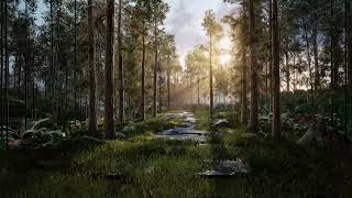 Forest with trees in the morning sunlight 4K Premium Stock Video Without watermarkCinematic shot [upl. by Hamian245]