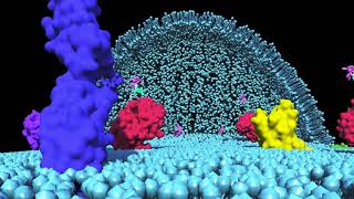 AptamersSELEX Technology Overview and Application of AptamersIn Vitro SelectionDr Jyoti Bala [upl. by Attennod628]