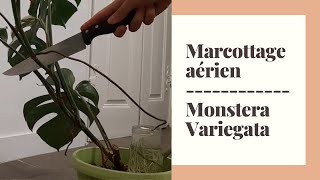 Marcottage aérien monstera variegata 💨🌿 [upl. by Marget]