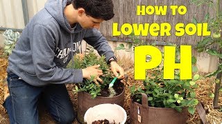 How to Lower Soil pH for Blueberries Agricultural Sulfur  Container Grown [upl. by Nilok]