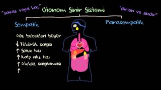 Otonom Sinir Sistemi ve Duyguların Fizyolojik Belirtileri Sağlık ve Tıp [upl. by Ander]