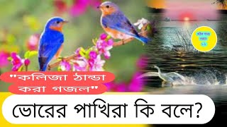 ভোরের পাখিBorer pakhiNuw Gojol new gojolgojol 2024viral ghazal  new ghazalmusic সঠিক পথের। [upl. by Jenne703]