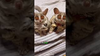 Bushbabies Discovering the Galagos Hidden Charms [upl. by Ten935]