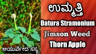 ಉಮ್ಮತ್ತಿ Datura Stramonium Jimson Weed Thorn Apple [upl. by Giacamo]