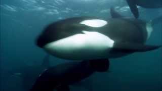 Blackfish Movie  10 Years Later Much Has Changed  More to Go [upl. by Anilek]