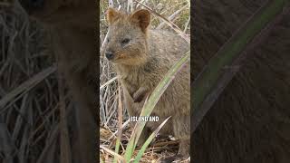 Quokka Chronicles The Smiling Marsupial of Australia Wildlife AnimalFacts [upl. by Yssenhguahs]