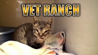 Severely Injured Kitten Gets a Second Chance [upl. by Vito]