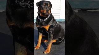 Why Rottweiler is Best 👿✅ dog breeds 👑facts rottweiler dog shorts viralvideo [upl. by Jarus]