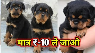 TODAY OFFER  Rottweiler Puppies Available Only 10 Rupees  Under 10 Rupees Rottweiler puppies🤩🤩 [upl. by Rillis]