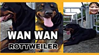 WAN WAN  ROTTWEILER starmocexplorer1288 [upl. by Adnale]