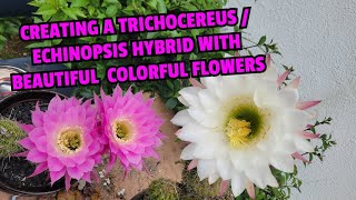 Creating a Trichocereus  Echinopsis hybrid with beautiful colorful flowers [upl. by Yelkcub775]