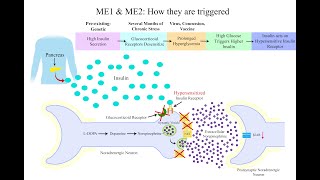 MECFSLongCOVID Hypothesis Three Subtypes of Noradrenergic Neuron Dysfunction [upl. by Alegnasor]