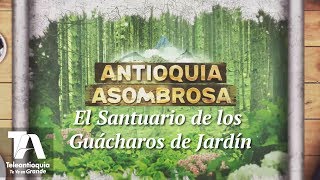 Antioquia Asombrosa El Santuario de los Guácharos de Jardín  Teleantioquia [upl. by Czarra]