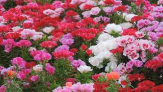 花の名はゴデチア The name of the flower is Godetia [upl. by Joses]