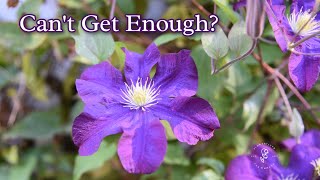 Keep Clematis Blooming Tips for Encouraging More Flowers [upl. by Innos]