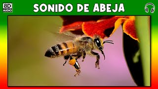 SONIDO DE ABEJA 🐝 [upl. by Ariad473]