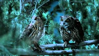 GEICO Owl Commercial [upl. by Harli581]