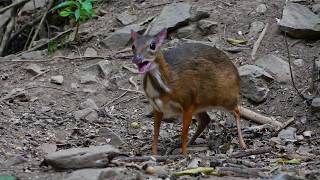 Lesser Mousedeer Tragolus kanchil [upl. by Shiroma626]