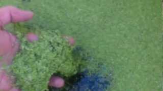 Duckweed Growing Tip Duckweed vs String Algae [upl. by Eimyaj]