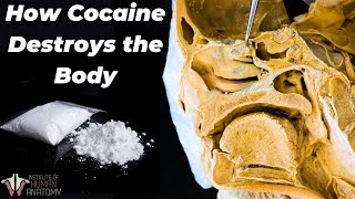 Why Cocaine Is So Incredibly Dangerous [upl. by Berkman]