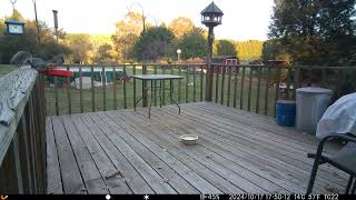 Aww look at the cute gray squirrels One getting a drink of water Cow bird on railing trailcamera [upl. by Namilus526]