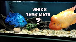 Tank mate Texas cichlid vs Midas cichlid [upl. by Clovah]