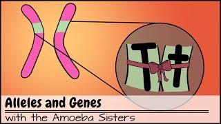 Alleles and Genes [upl. by Sandry]