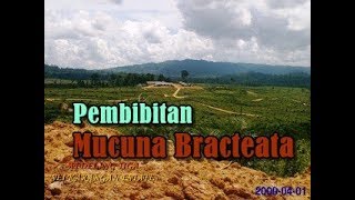 Pembibitan Mucuna Bracteata  Tanaman Kacangan Penutup Tanah  Perkebunan Kelapa Sawit [upl. by Celisse]