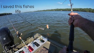 Ohio River Planer Board Catfish Pandemonium [upl. by Winfrid]