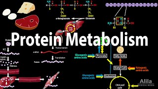 Protein Metabolism Overview Animation [upl. by Yeoz]