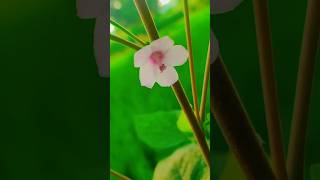 beautiful Urena lobata flower🌸🌸quot family Malvaceaequotshorts AboutNature99 flowers shortfeed [upl. by Ahsinoj]