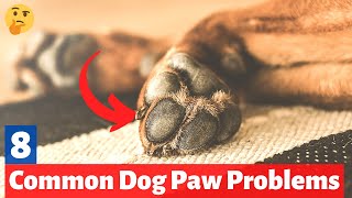 8 Common Dog Paw Problems that you must NOT IGNORE  How to care for your dogs Paws [upl. by Moskow]