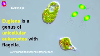 Euglena  Study of Protozoa with characteristics classification and examples [upl. by Anneehs738]