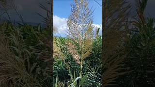 Arundo donax  Giant Reed  Spanish Cane  Giant Cane [upl. by Annait166]