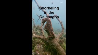 Incredible snorkeling video from the Galápagos Islands [upl. by Blondie105]