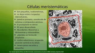 BOTÁNICA Unidad 9 Meristemas vegetales 1° de 3 vídeos [upl. by Zaria]