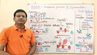 Non Steroidal AntiInflammatory Drug  NSAIDs Part 02  Physiology of Inflammation  Inflammation [upl. by Anoynek]