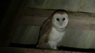 Schleiereulen  Barn  Owls  Tyto alba [upl. by Un]