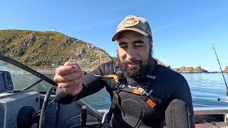 Diving for big fat Kinas in Wellington NZ Pencarrow Lighthouse [upl. by Senecal]