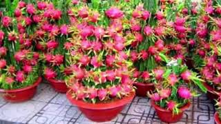 5 Cara Menaman Buah Naga dalam POT  How To Grow Dragon Fruit [upl. by Cariotta]