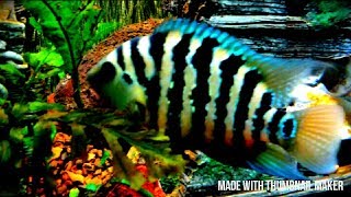 Red terror x convict cichlid hybrid Cool very pretty aquarium fish [upl. by Ailic]