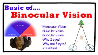 Basics of Binocular vision [upl. by Anerac]