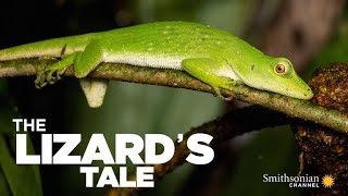 The Lizards Tale 101 Meet the Anoles [upl. by Krahmer123]