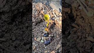 Saving Soursop Seedling [upl. by Assenad93]