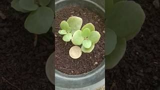 O Pilaga Venkati  how to grow kalanchoe plant song telugu gardening viralvideo [upl. by Yim]