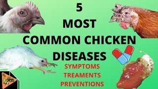 HOW TO PREVENT AND TREAT THE 5 MOST COMMON CHICKEN DISEASES newcastle fowl pox mareks coccidia [upl. by Aleyak106]