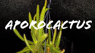 Hoe Te Verzorgen AporocactusSlangencactusStaartcactus [upl. by Draned]