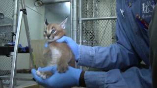 Caracal kittens at five weeks Growing fast [upl. by Airdnek]